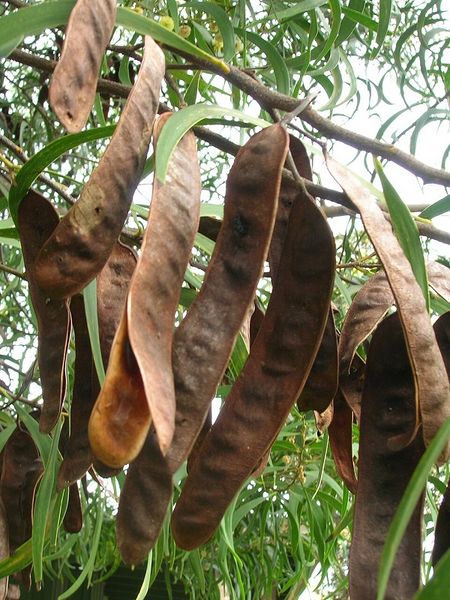 Archivo:Acacia koa 5.jpg