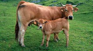 Asturiana de los valles.jpg
