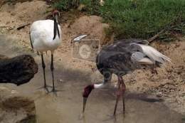 Aves Zancudas.jpg