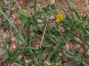Crotalaria trifoliastrum.jpg