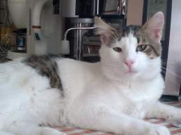 Gato egeo.jpg