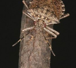 Halyomorpha halys.jpg