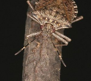 Halyomorpha halys.jpg