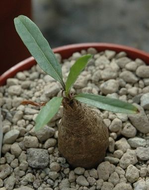Ipomoea oenotherae.jpg