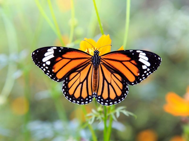 Archivo:Mariposa-s 0.jpg