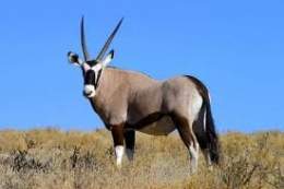 Oryx gazella.jpg