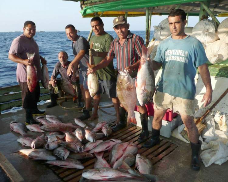 Archivo:Pargo-3.jpg