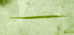 Pseudotylosurus angusticeps.jpg
