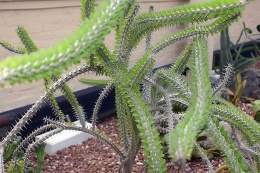Alluaudia procera.jpg