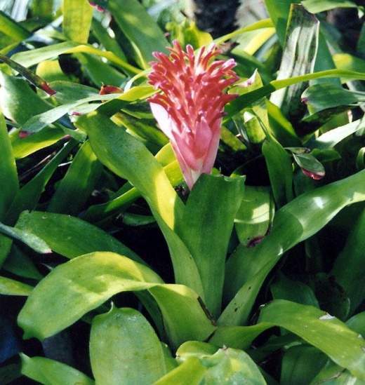 Billbergia pyramidalis EcuRed