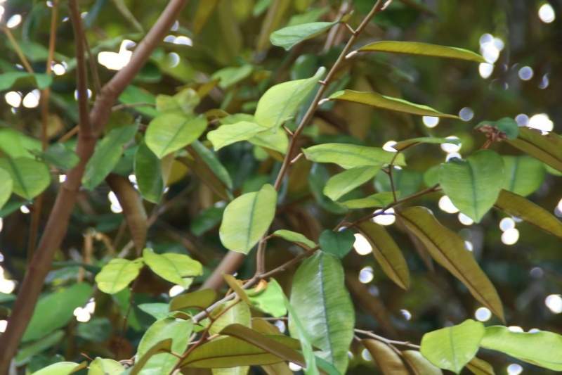 Archivo:Chrysophyllum cainito hojas.jpg