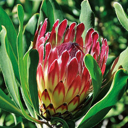 Flor-Protea-Obtusifolia.jpg