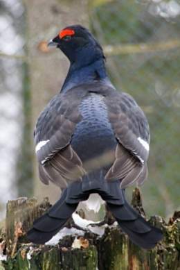 Gallo lira.jpg