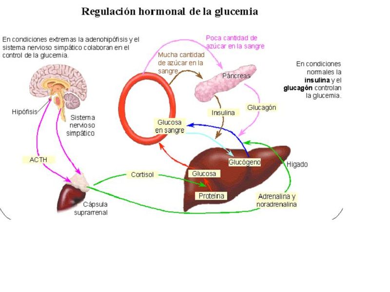 Archivo:Glucemia.JPG