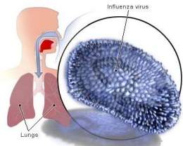 Influenza-virus-AH1N1-2.jpg