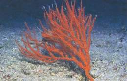 Leptogorgia hebes.jpg