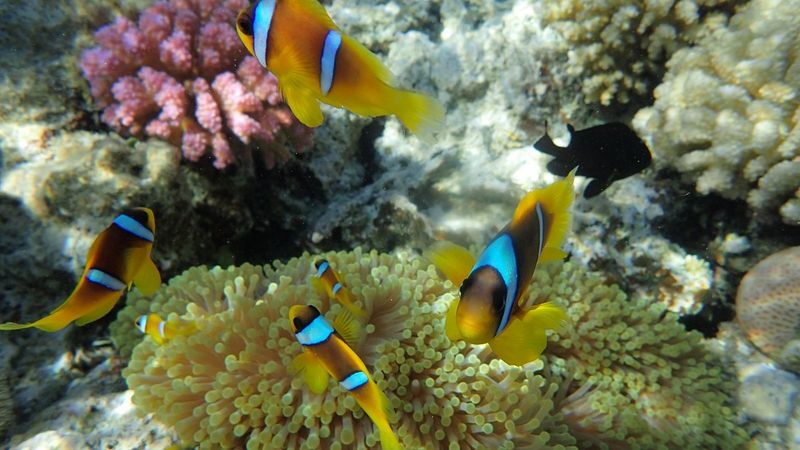 Archivo:Nemo-a-sasanka-vznesena.jpg
