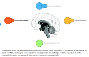 Neuroquímicos en la depresión.png