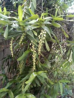 Orquidea limon.jpg