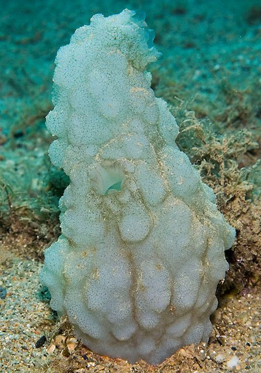 Phallusia mammillata - EcuRed