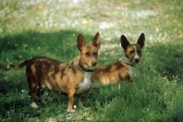 Podenco andaluz Maneto.jpeg