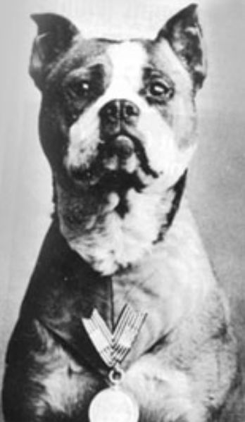 Archivo:Sargento Stubby1.jpg