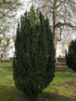 Tejo-europeo-o-Taxus-baccata.jpg