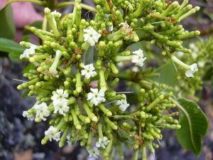 1200px-Starr 030628-0122 Rauvolfia sandwicensis.jpg