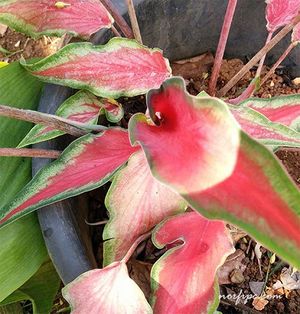 Araceae-caladium-bicolor Arácea.jpeg