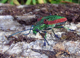 Coleoptera Cerambycidae.jpg