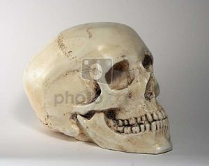 Frente-a-la-cabeza-humana 13330482.jpg