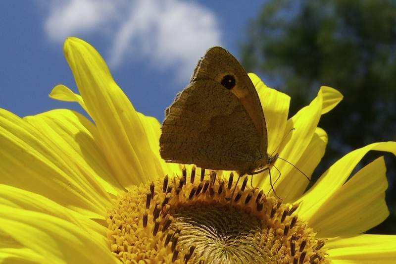 Archivo:Girasolymariposaoi6.jpg