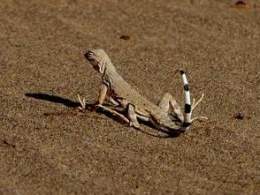 Lagarto de cola de cebra.jpg
