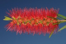 Limpiatubolloron.JPG