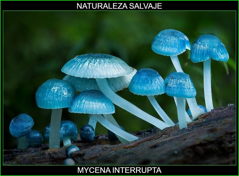 Archivo:Mycenainterrupta.jpg