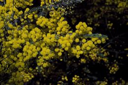 Acacia gittinsii.jpg