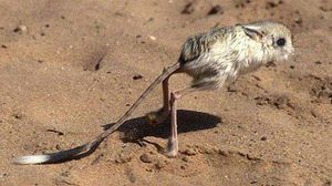 Animales raros curiosos-8.jpg