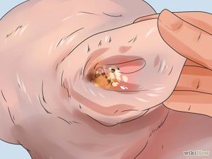 Babesiosis de los óvidos.jpg