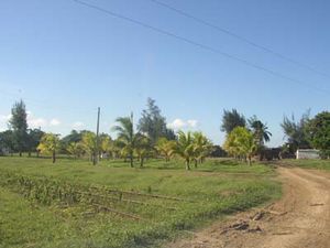 Cocal Providencia 4.JPG