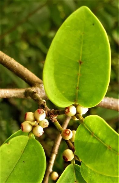 Archivo:Ficus microsyce.jpg