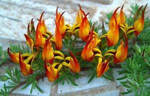 Flor-de-lotus-maculatus.jpg