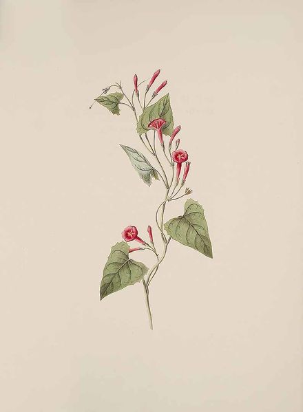 Archivo:Ipomoea dubia.jpg