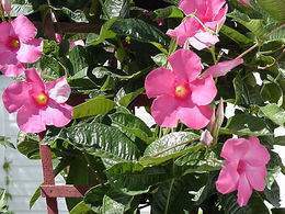 Mandevilla Vine.jpg