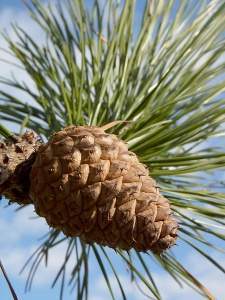 Pinus rigida - EcuRed