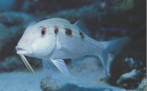 Pseudupeneus maculatus.jpg