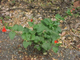 Salvacoccinea..JPG
