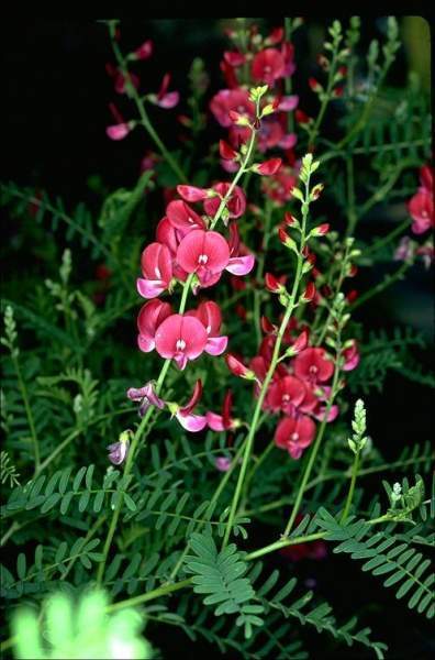 Archivo:Swainsona galegifolia.jpg