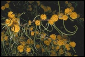 Acacia arcuatilis.jpg