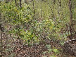 Acacia complanata.jpg