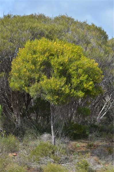 Archivo:Acacia euthycarpa 2.jpg